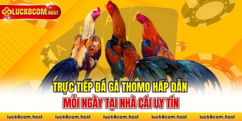Trực tiếp đá gà Thomo hấp dẫn mỗi ngày tại nhà cái uy tín