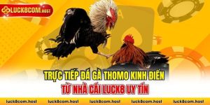 Trực Tiếp Đá Gà Thomo Kinh Điển Từ Nhà Cái LUCK8 Uy Tín